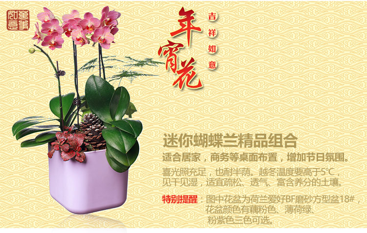 年宵花是什么意思（一文详聊年宵花的含义）