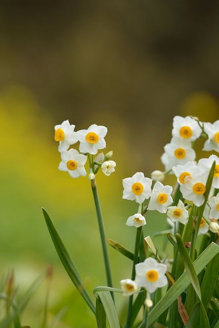 年宵花是什么意思（一文详聊年宵花的含义）