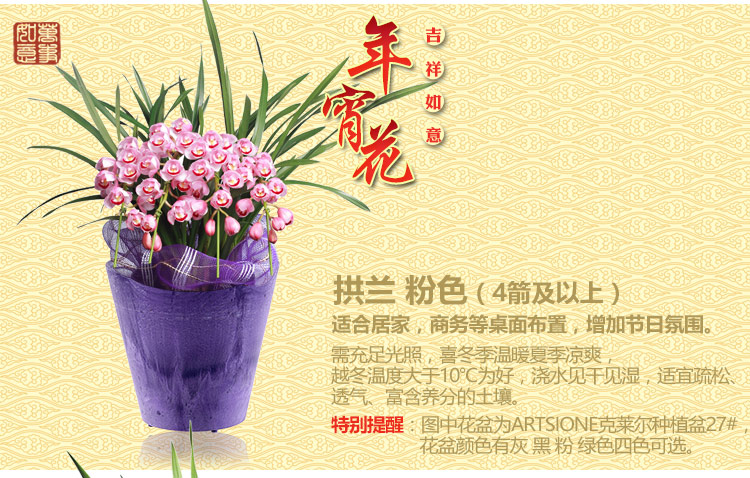 年宵花是什么意思（一文详聊年宵花的含义）