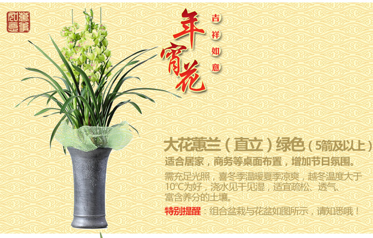 年宵花是什么意思（一文详聊年宵花的含义）