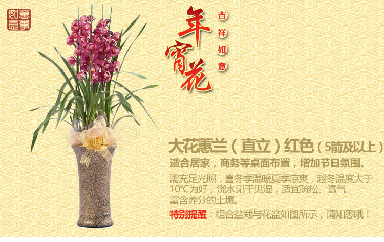 年宵花是什么意思（一文详聊年宵花的含义）