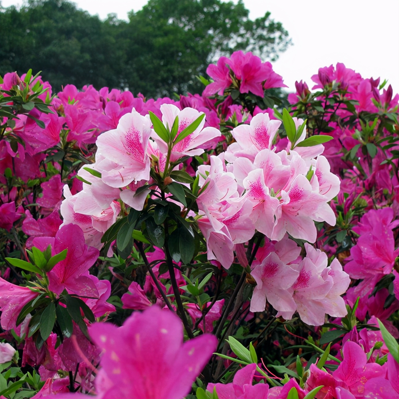 映山红是不是叫杜鹃花（杜鹃花的五大品系各有特色）