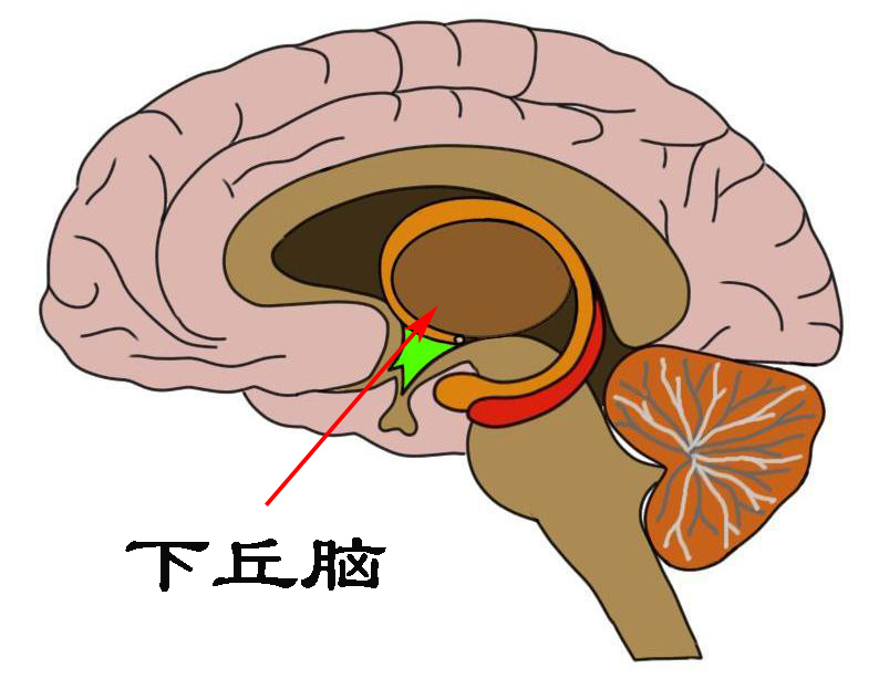 冻死痛苦吗（让你感受四个时期冻死的过程）