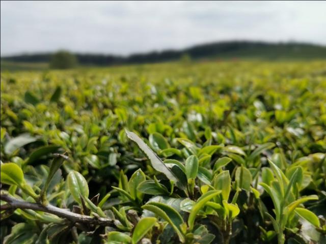 梦见别人竹林养羊 羊艾茶场梦见的地方(5)