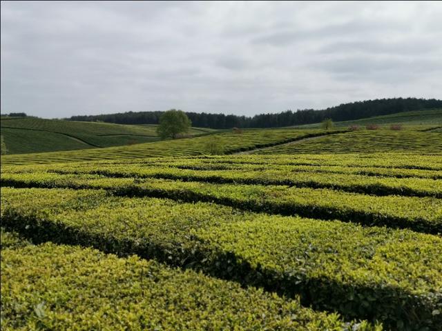 梦见别人竹林养羊 羊艾茶场梦见的地方(4)