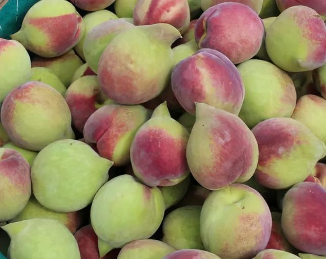 现在成熟的离核桃子有哪些品种 古老的桃子品种(2)
