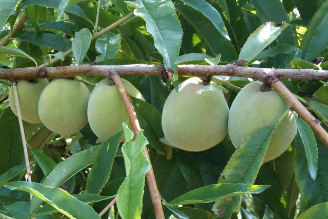 现在成熟的离核桃子有哪些品种 古老的桃子品种