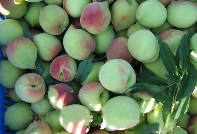 现在成熟的离核桃子有哪些品种 古老的桃子品种(4)