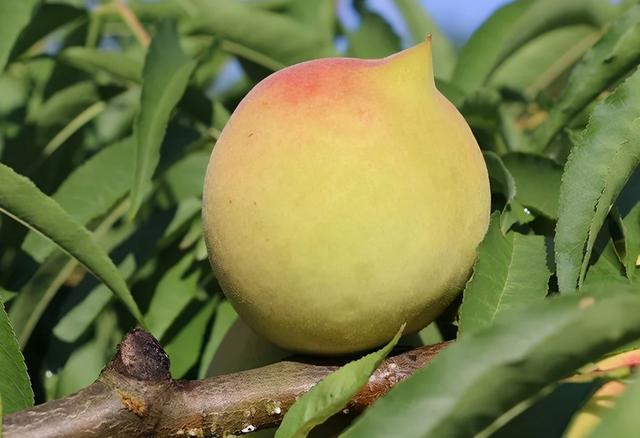 现在成熟的离核桃子有哪些品种 古老的桃子品种(5)