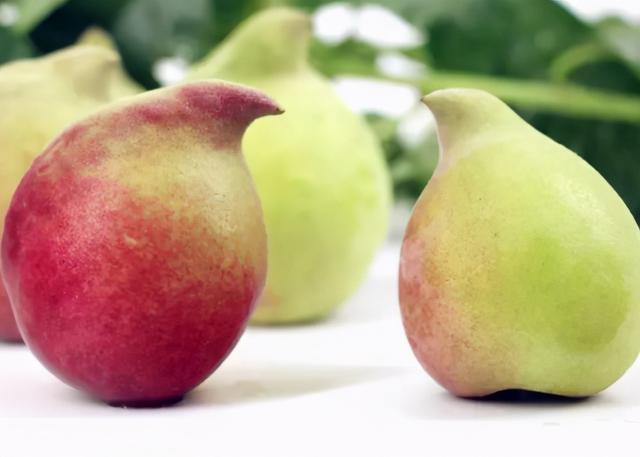 现在成熟的离核桃子有哪些品种 古老的桃子品种(3)