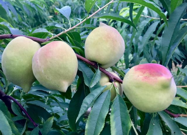 现在成熟的离核桃子有哪些品种 古老的桃子品种(6)